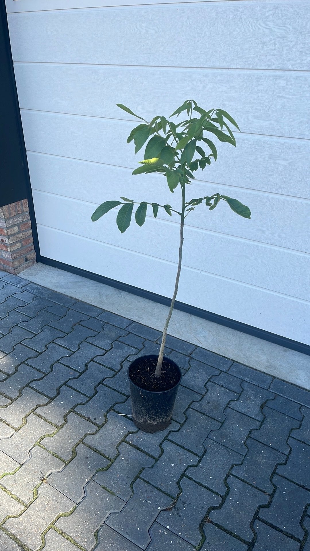 Juglans regia walnoot, Ophalen, Volle zon, Overige soorten, Minder dan 100 cm