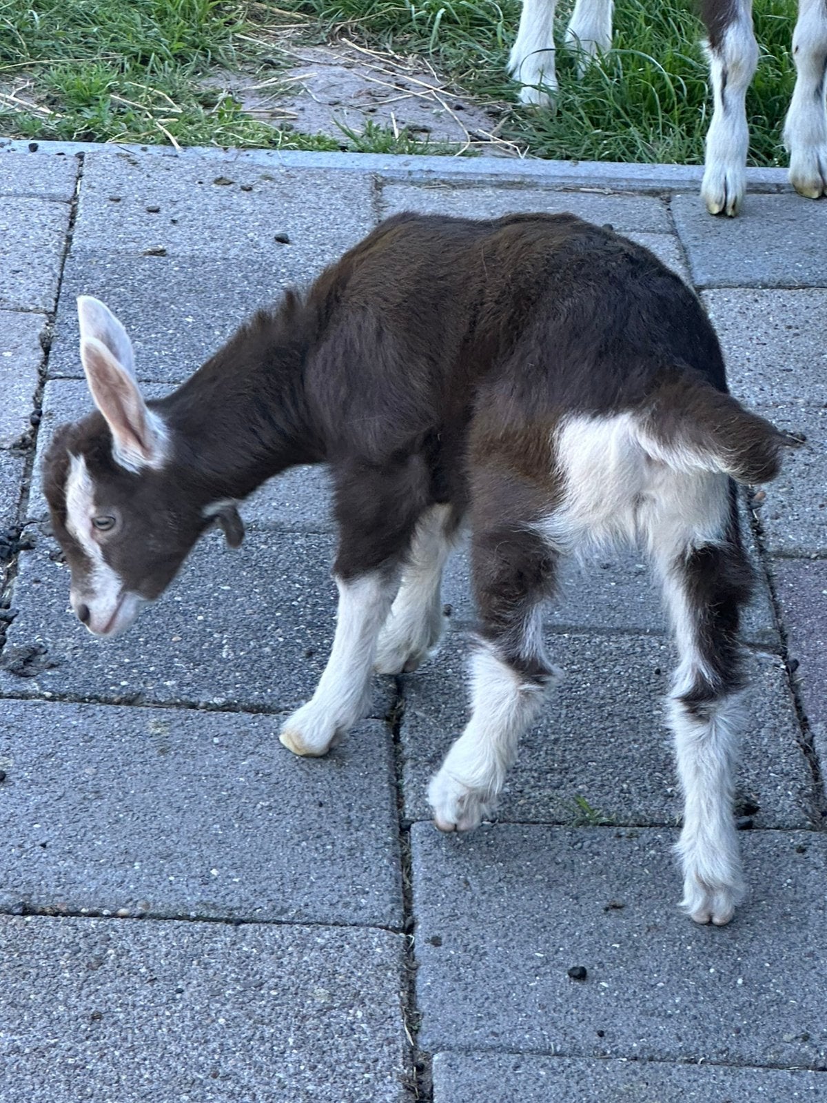 Gehoornde toggenburger geitenlam zwart/bruin, Dieren en Toebehoren, Schapen, Geiten en Varkens, Vrouwelijk, Geit, 0 tot 2 jaar