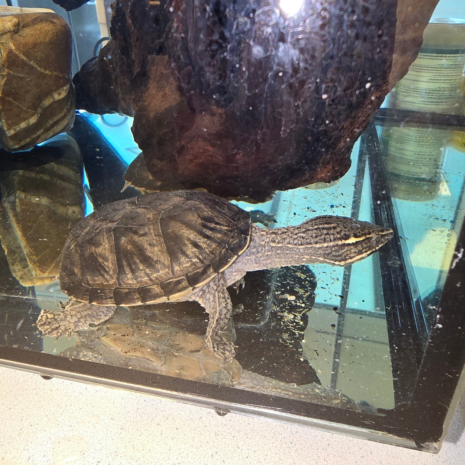 klein blijvende schildpadden, Dieren en Toebehoren, Schildpad, 0 tot 2 jaar