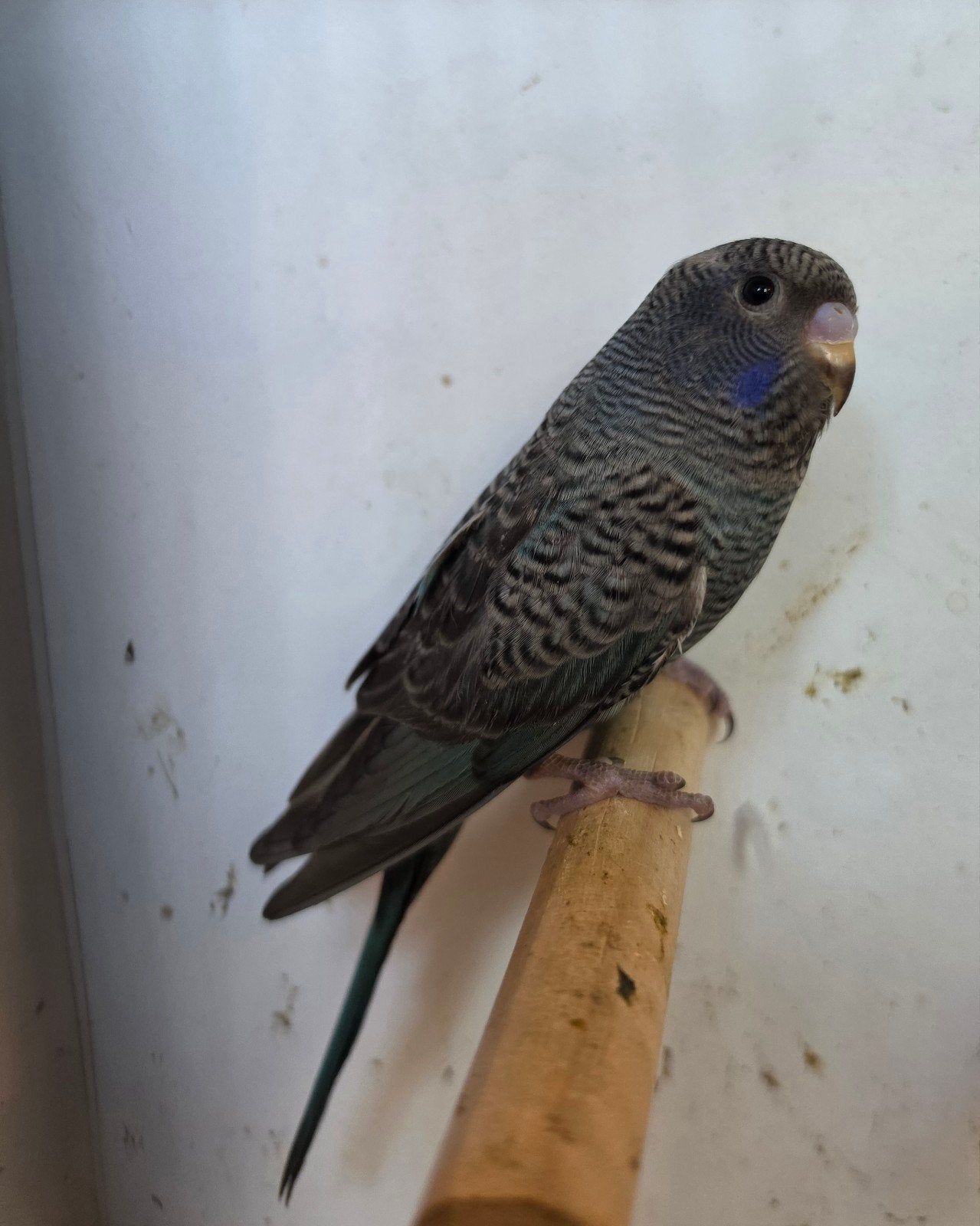 bfbw Blackface/blackwing man, Dieren en Toebehoren, Mannelijk, Parkiet, Geringd