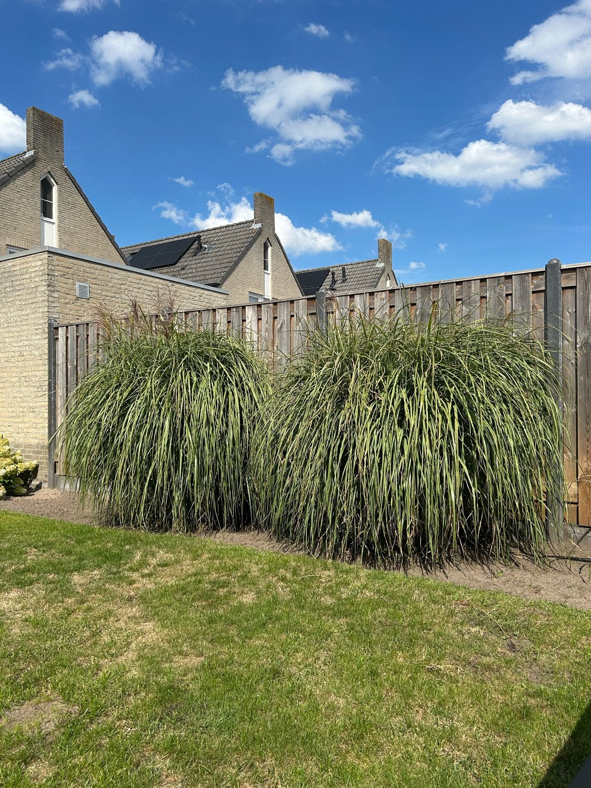 Grote siergrassen voor tuin of border, Ophalen, Volle zon, Vaste plant, Siergrassen