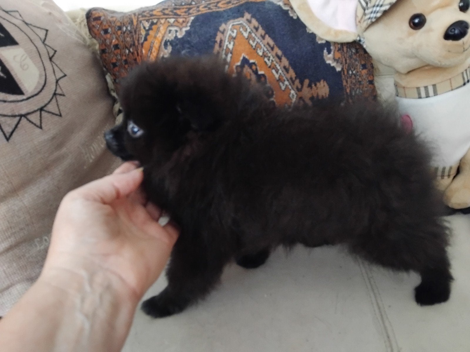 TEAB    2 Laatste gezonde zwarte Pomeranian teefjes, Parvo, Keeshond, 8 tot 15 weken, Meerdere