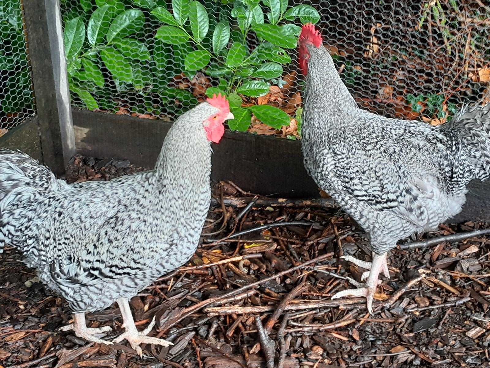 2 jonge Noord-hollandse blauwe hanen., Dieren en Toebehoren, Kip