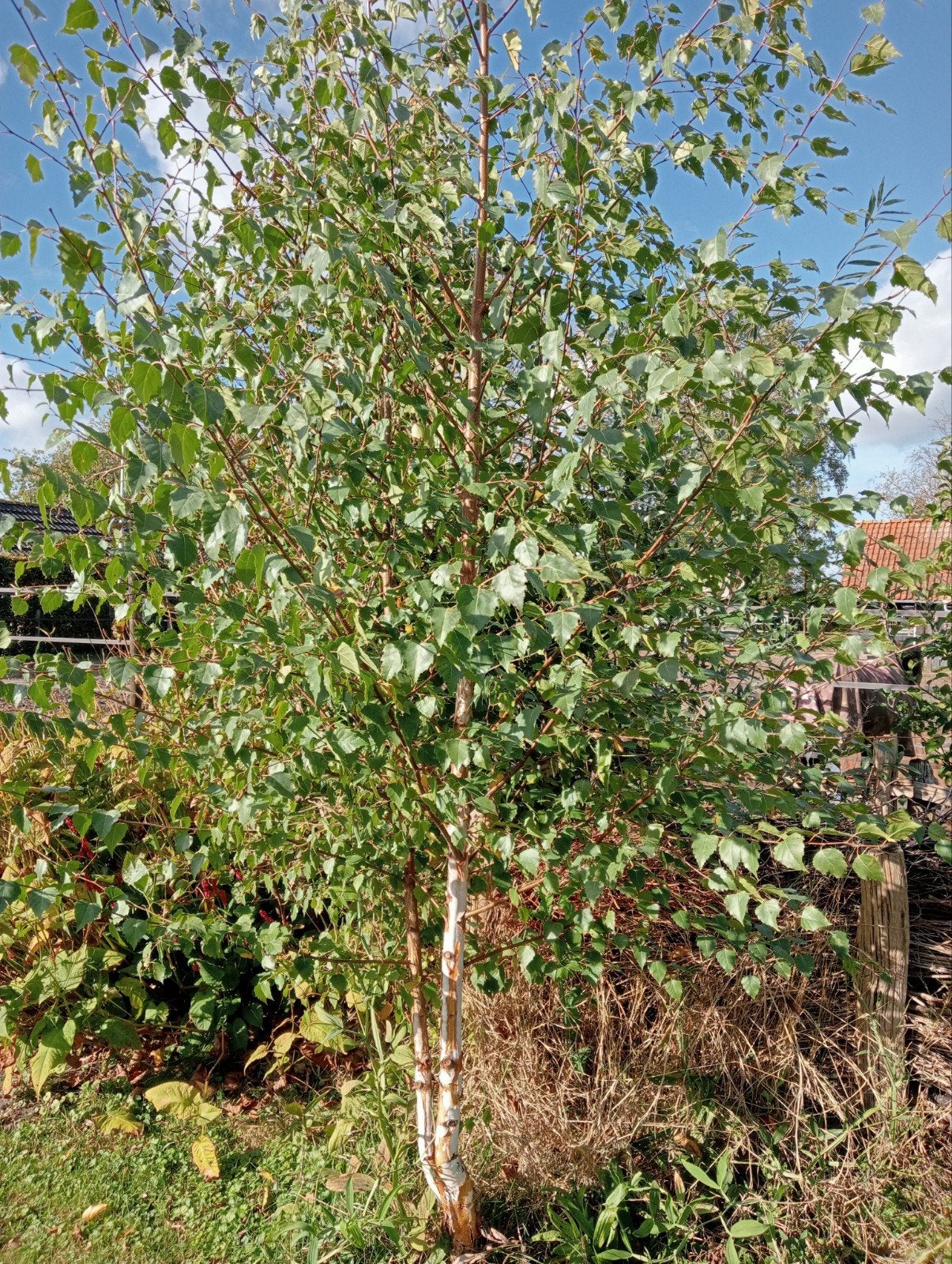 Bomen en struiken, Tuin en Terras, Ophalen, Lente, Volle zon, Overige soorten