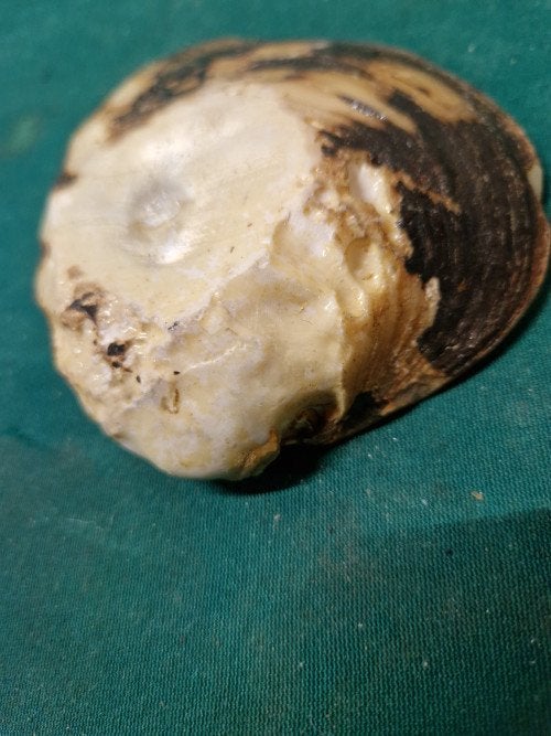 mosselschaaltje van schelp, Ophalen of Verzenden, 'T Olde Gre-j, Info@toldegrej.nl, Endepoelstraat 20f Didam
