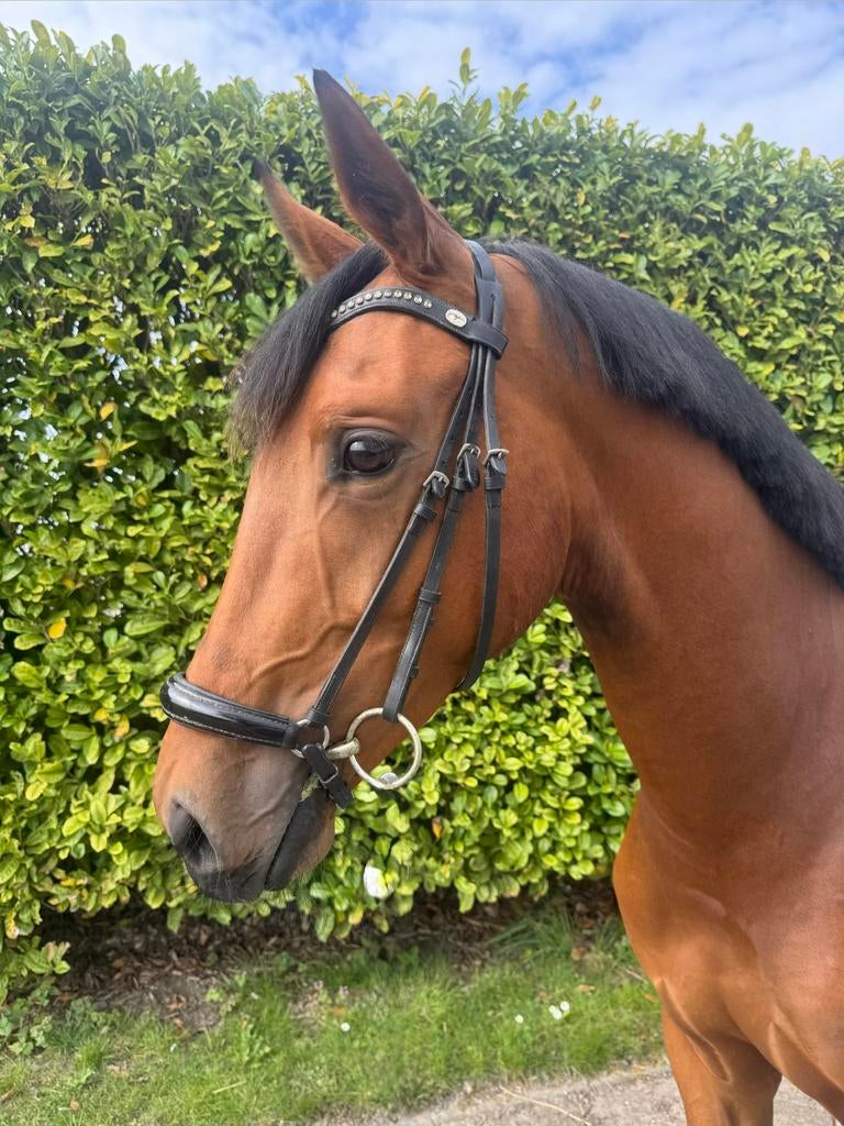 Super lieve 3 jarige dressuurruin, Minder dan 160 cm, Met stamboom, Ruin, Dressuurpaard