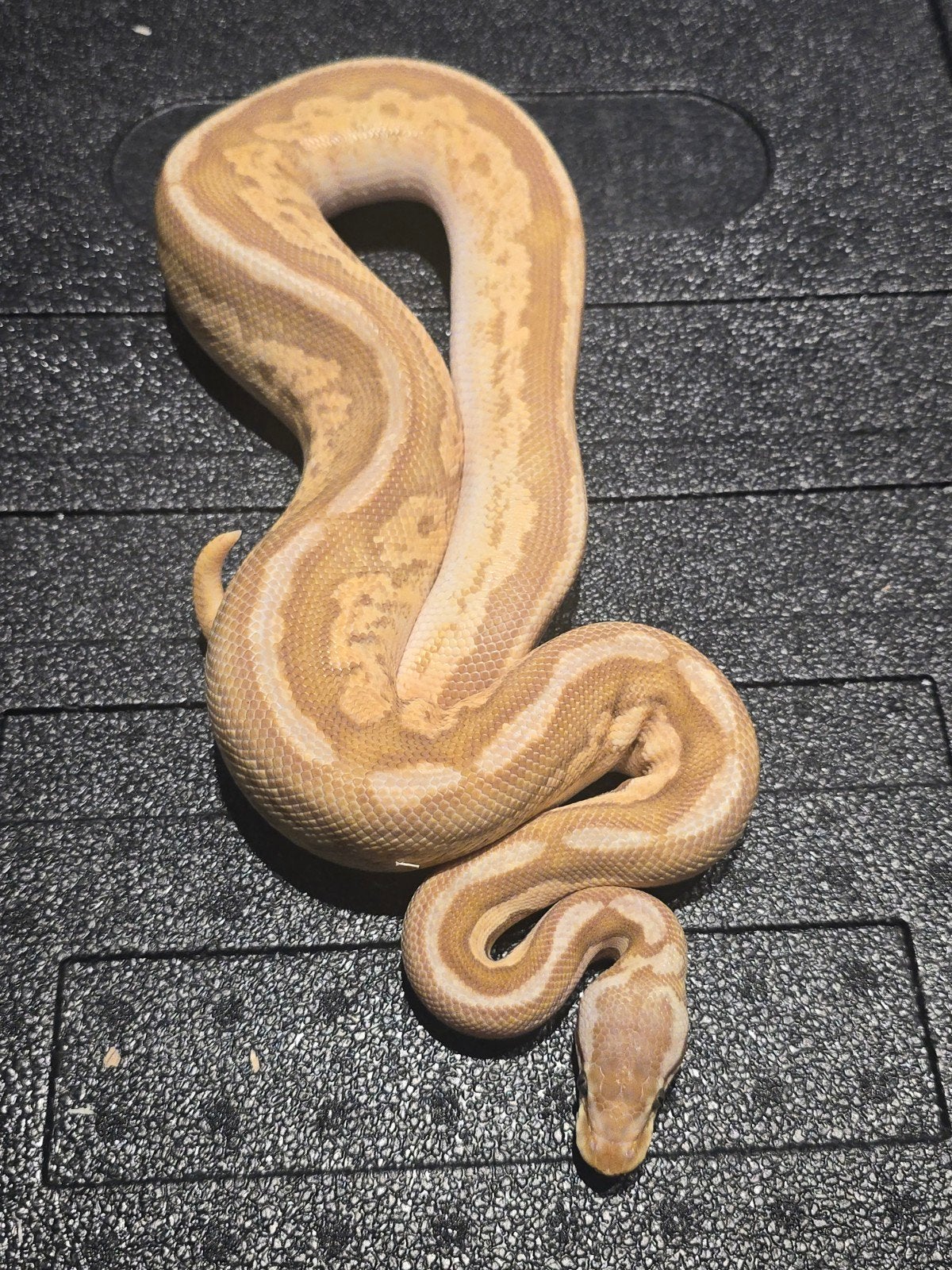 0.1 bongo fire pastel ultramel Ball Python - female for sale from martijn