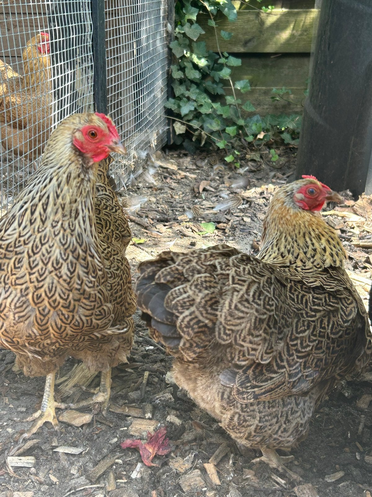 4 kippen, Dieren en Toebehoren, Pluimvee, Vrouwelijk, Kip