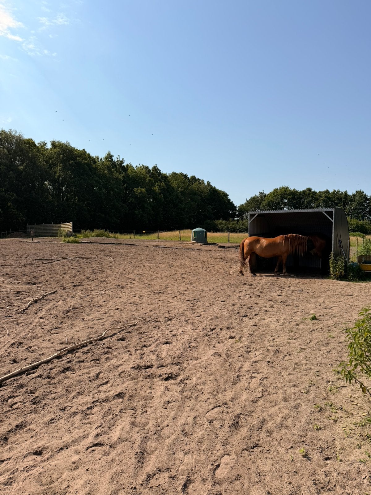 Paddock paradijs in Hollandsche Rading, Weidegang, 2 of 3 paarden of pony's