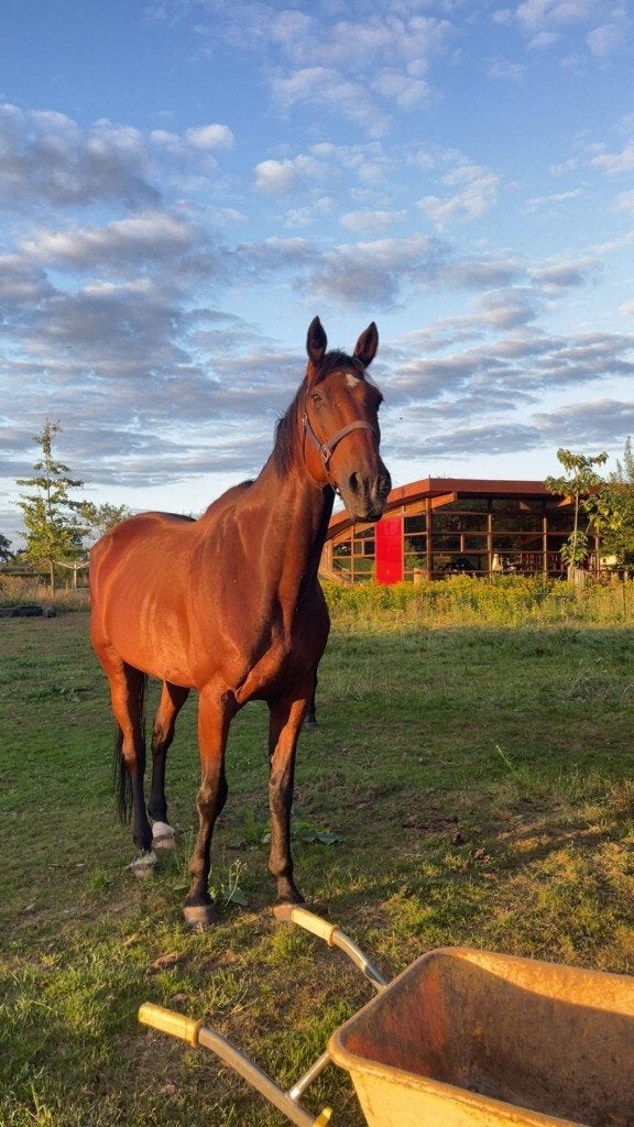Lieve ruin, Dieren en Toebehoren, Paarden, Ruin, Niet van toepassing, 170 tot 175 cm, 11 jaar of ouder, Recreatiepaard, Ontwormd