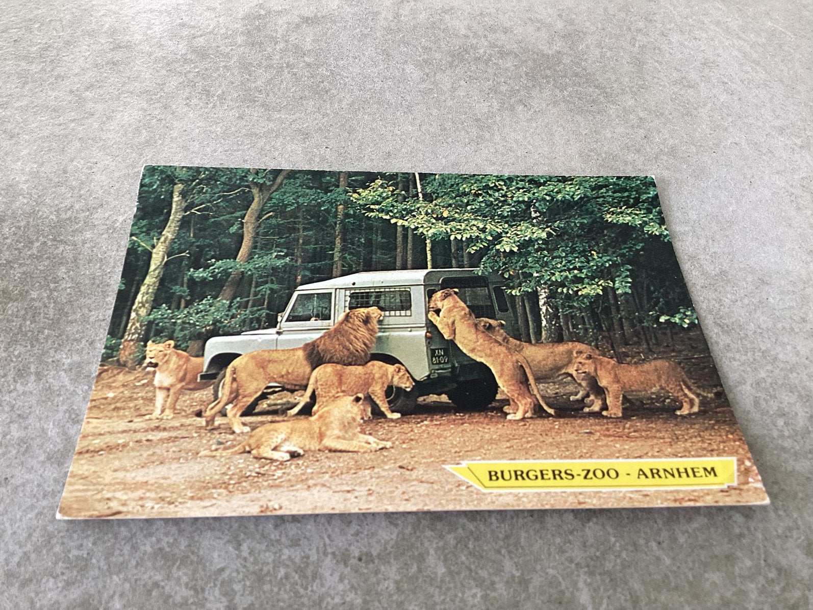 Arnhem.      Leeuwen bij voerwagen in Burgers-Zoo, Ophalen of Verzenden, Gelderland