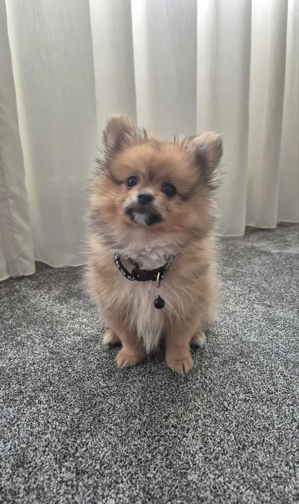 Super mooie pomchi bearface pup jongetje, Reu, 8 tot 15 weken, Parvo, Eén hond