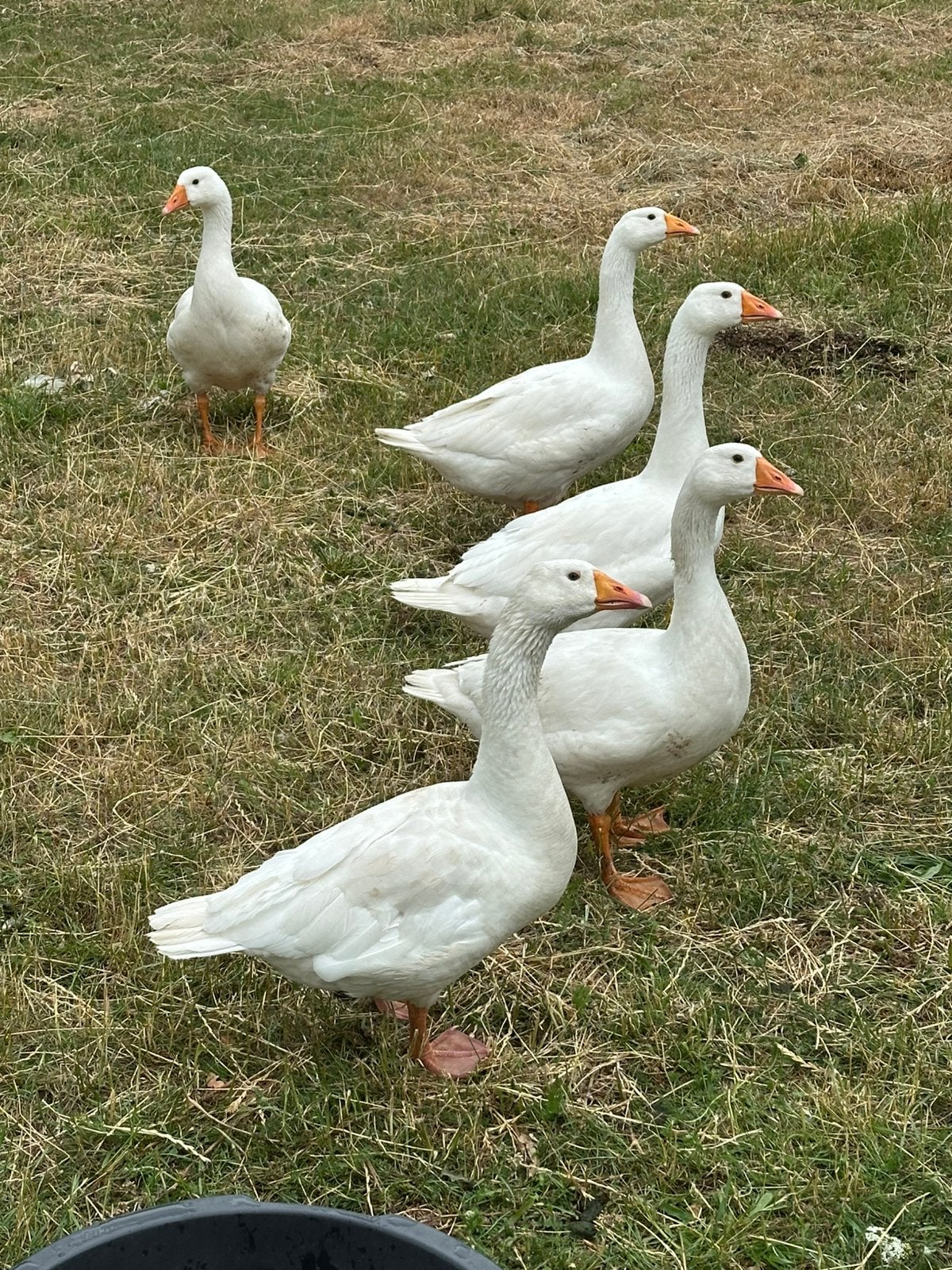 Ganzen broed eieren gevraagd, Geslacht onbekend, Gans of Zwaan