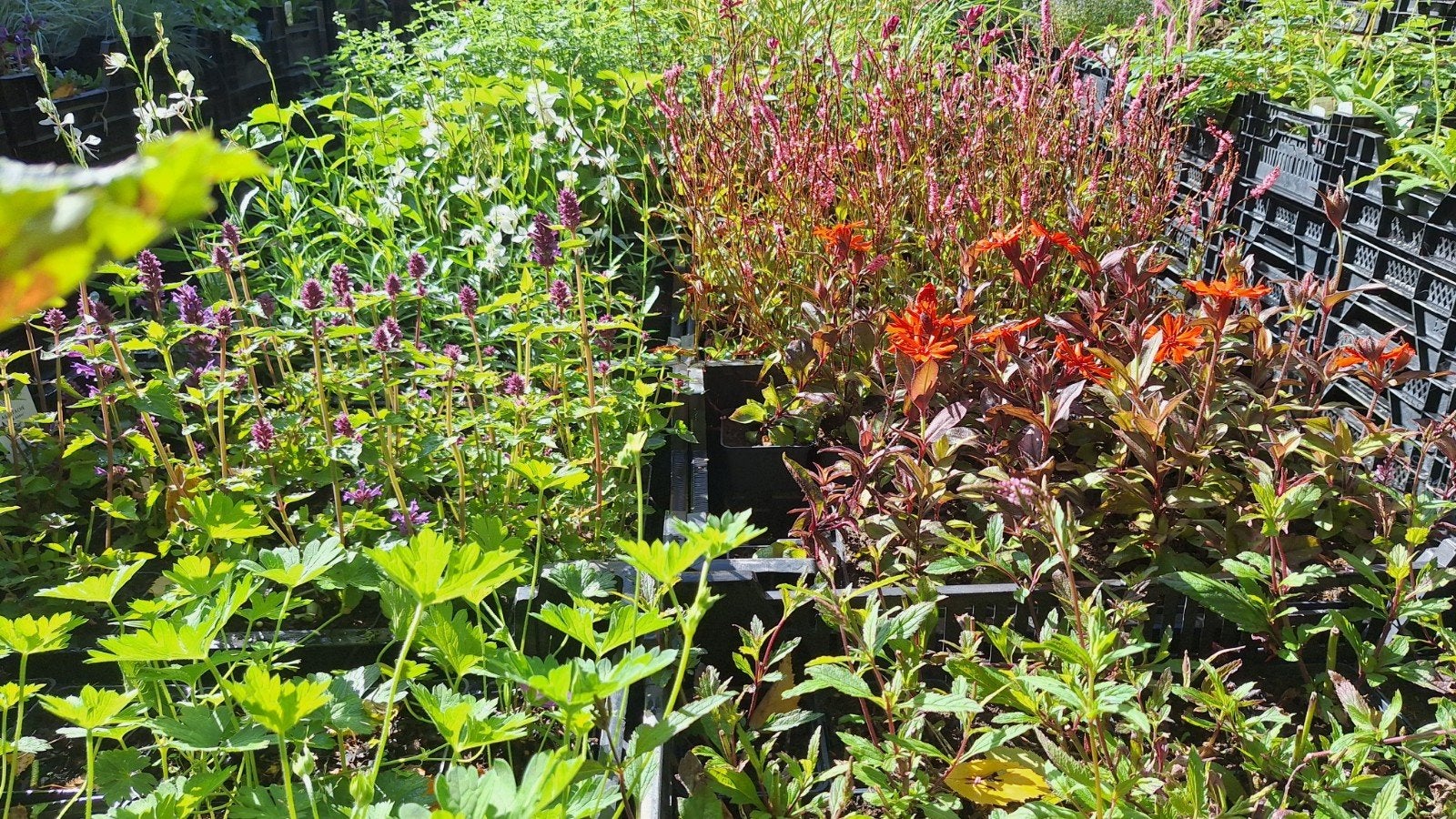 vaste planten en siergrassen/Tuinadvies, Ophalen of Verzenden, Overige soorten, Volle zon