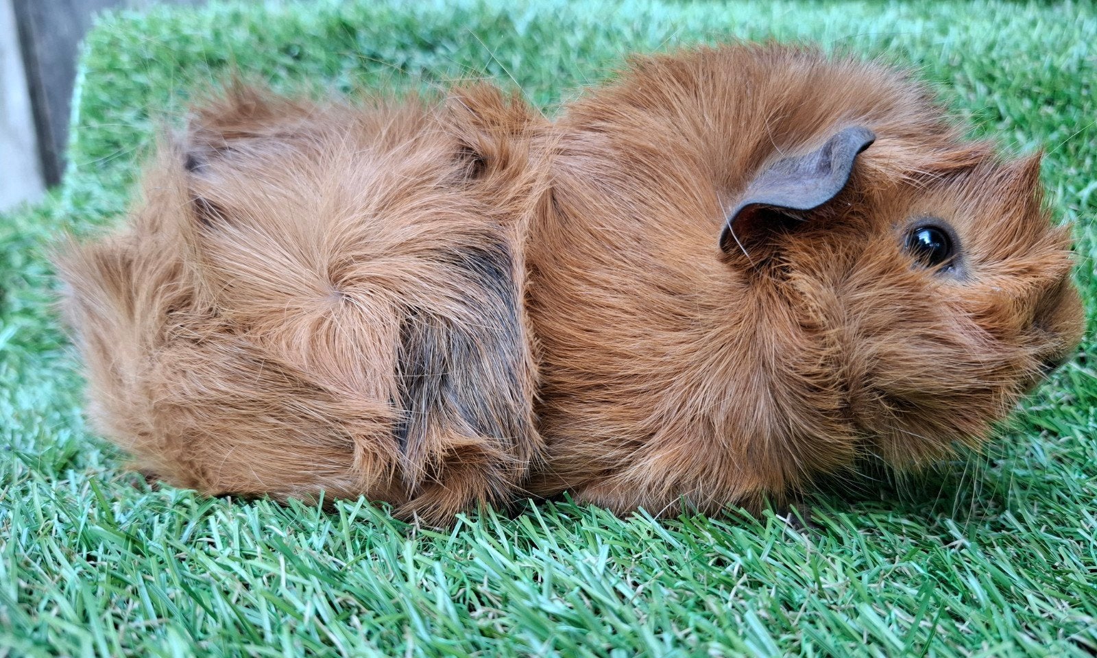 Borstel cavia, Dieren en Toebehoren, Juli, Mannelijk, Cavia
