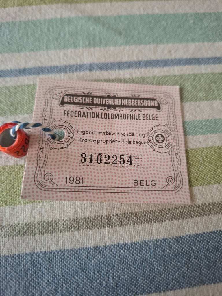 Duivenring 1981 belg, Dieren en Toebehoren, Postduif