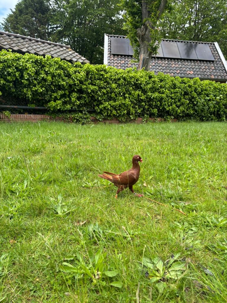 Rood duif, Mannelijk, Roofvogel, Tam