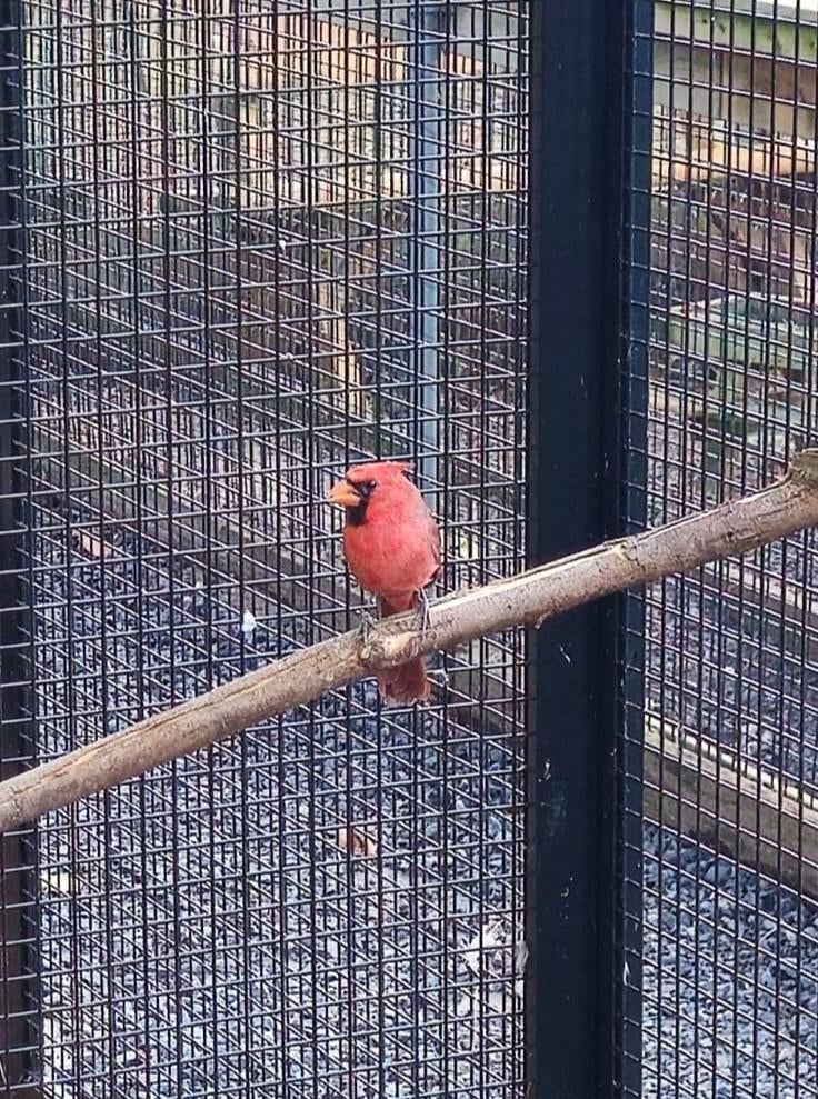 Rode Kardinaal | Man | Op kleur, Mannelijk, Tropenvogel, Geringd