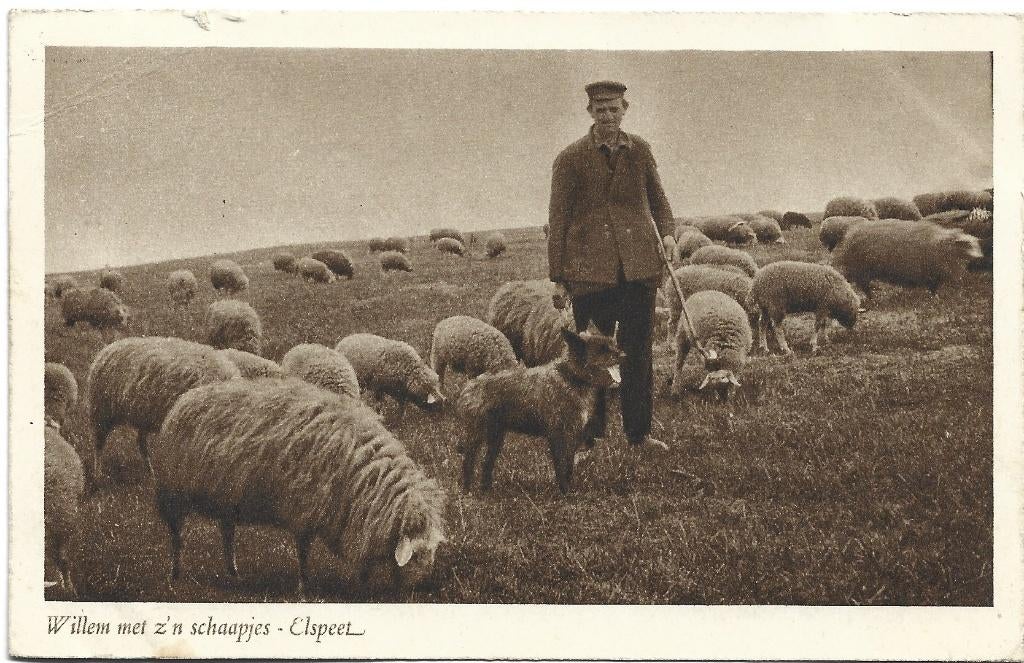 Elspeet;  Willem met z'n schaapjes, Verzenden, 1920 tot 1940, Gelopen, Gelderland
