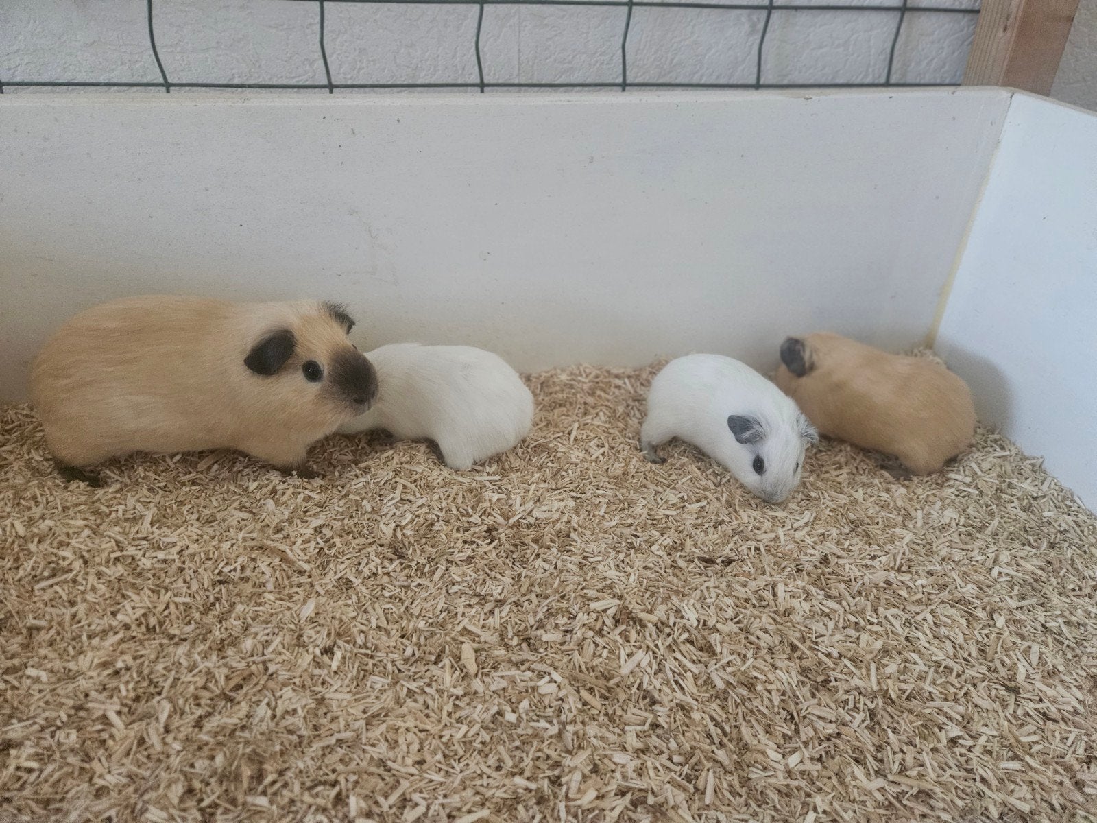 Californian cavia's, Dieren en Toebehoren, Knaagdieren, Cavia, Mei, Meerdere dieren, Tam