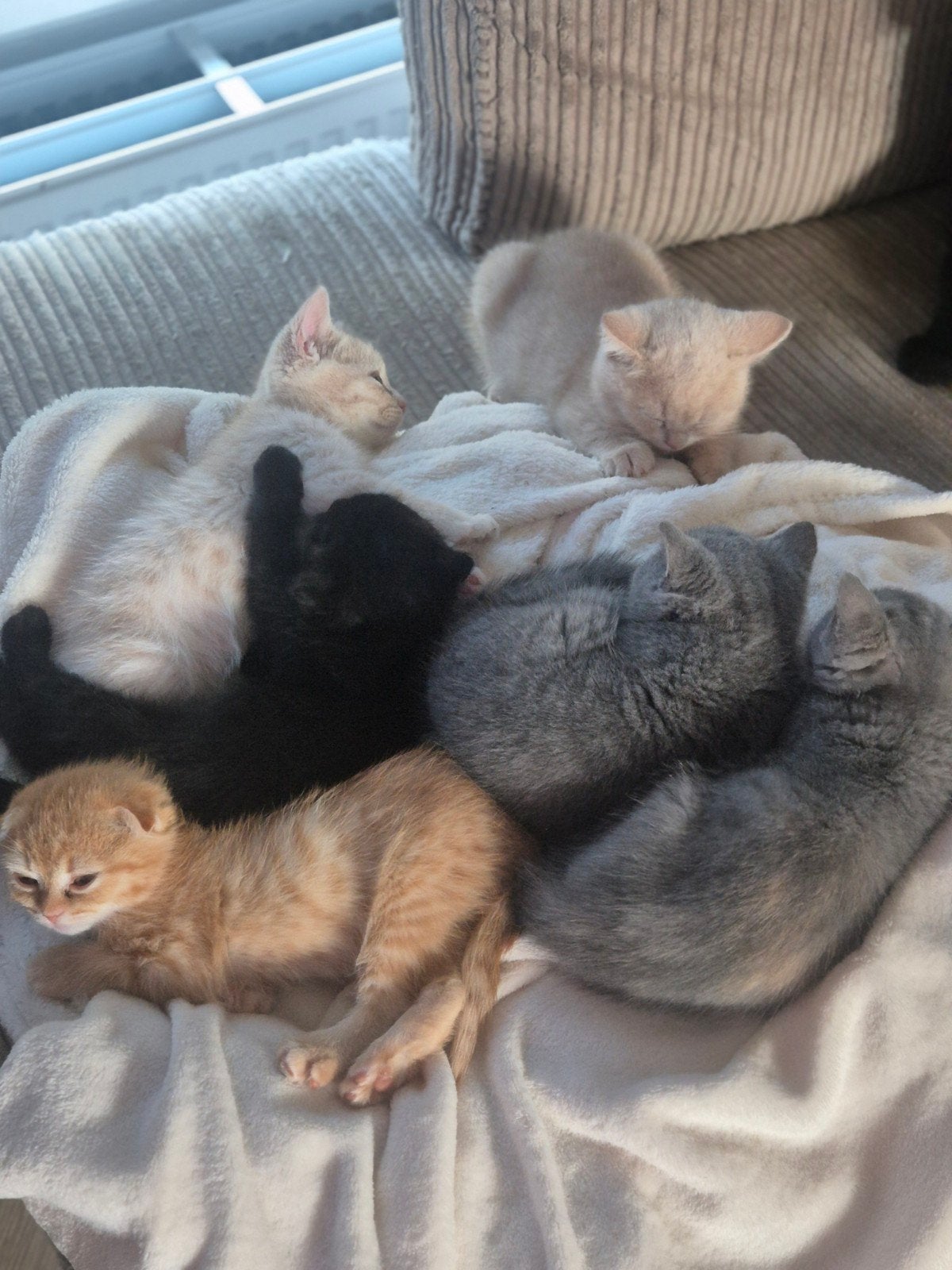 britsekorthaar kittens van 16 Aug mogen naar een nieuw huis!, Meerdere dieren