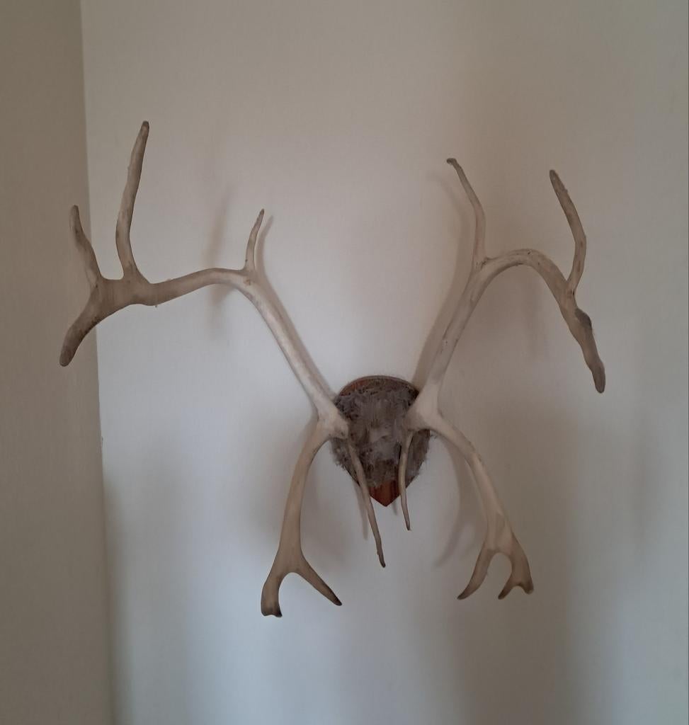 Groot rendiergewei op houten schild, Verzamelen, Dierenverzamelingen, Ophalen of Verzenden, Gebruikt, Wild dier, Gewei of Kop