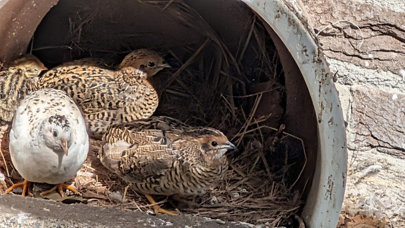 Chinese dwerg kwartels, Meerdere dieren