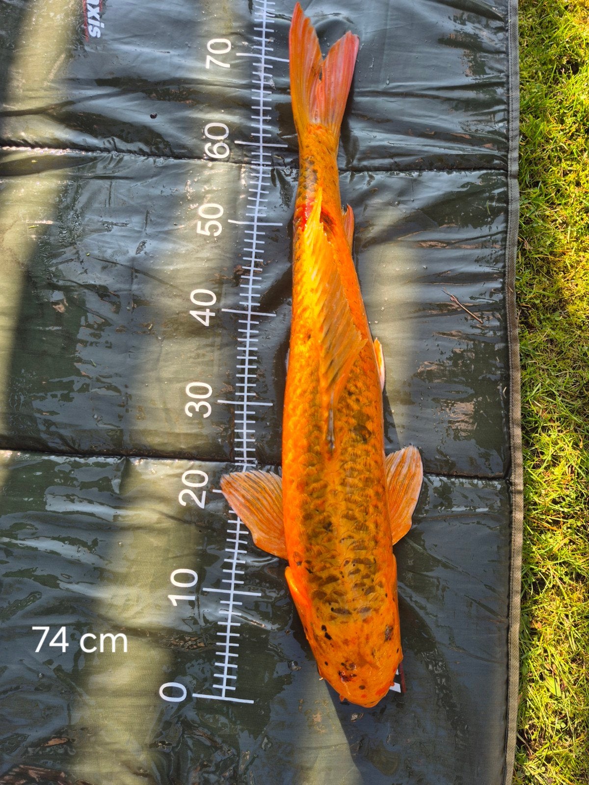Koi (74 cm), Karper of Koi