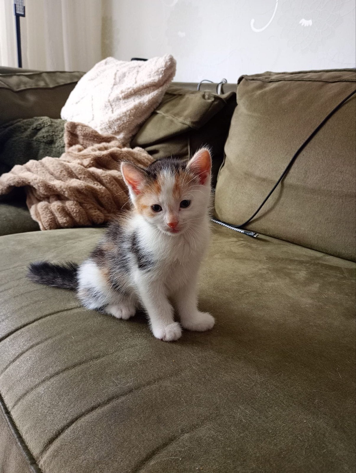 Kittens, Meerdere dieren