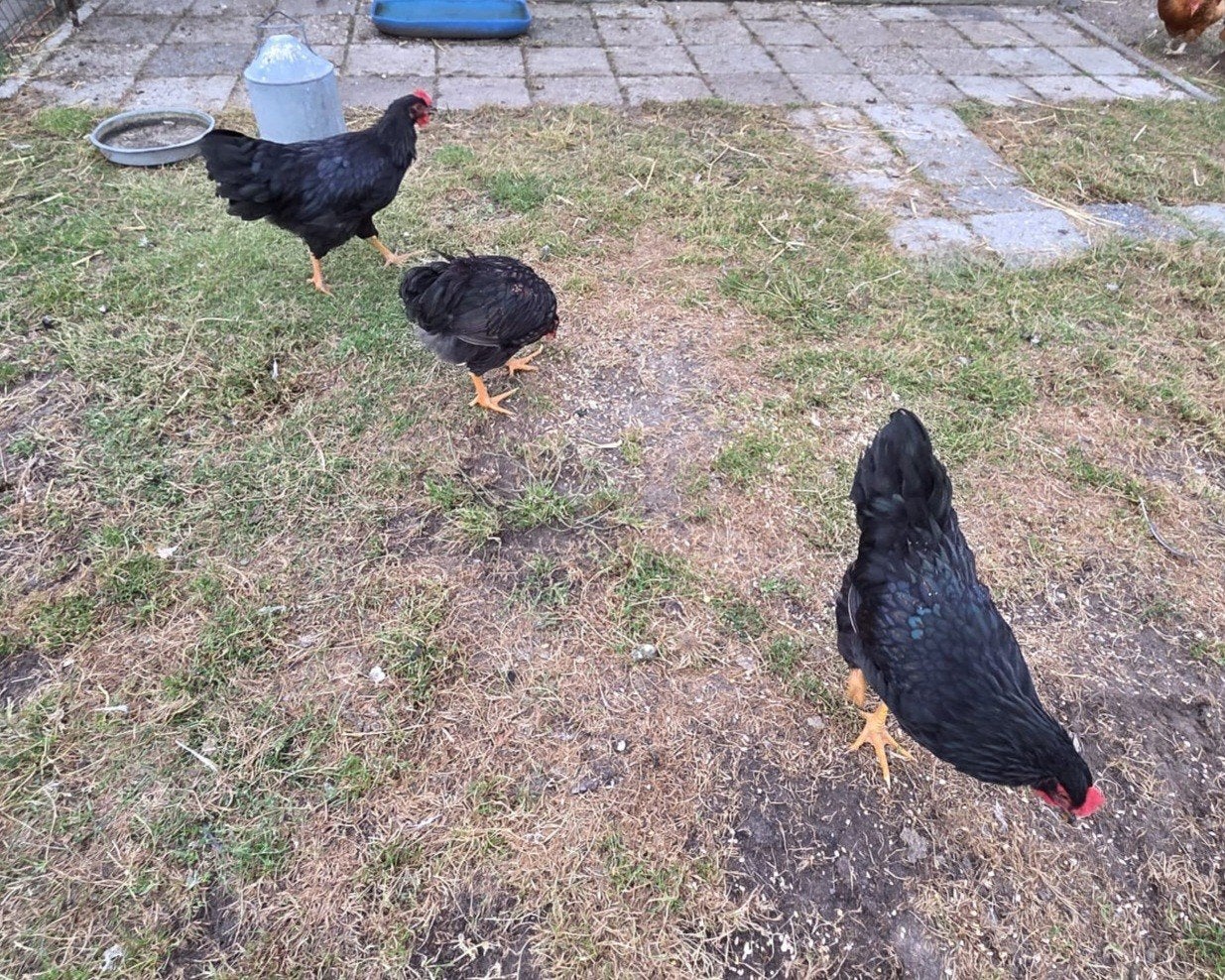 Gratis 3 Barnevelder hanen, Dieren en Toebehoren, Pluimvee, Mannelijk, Kip