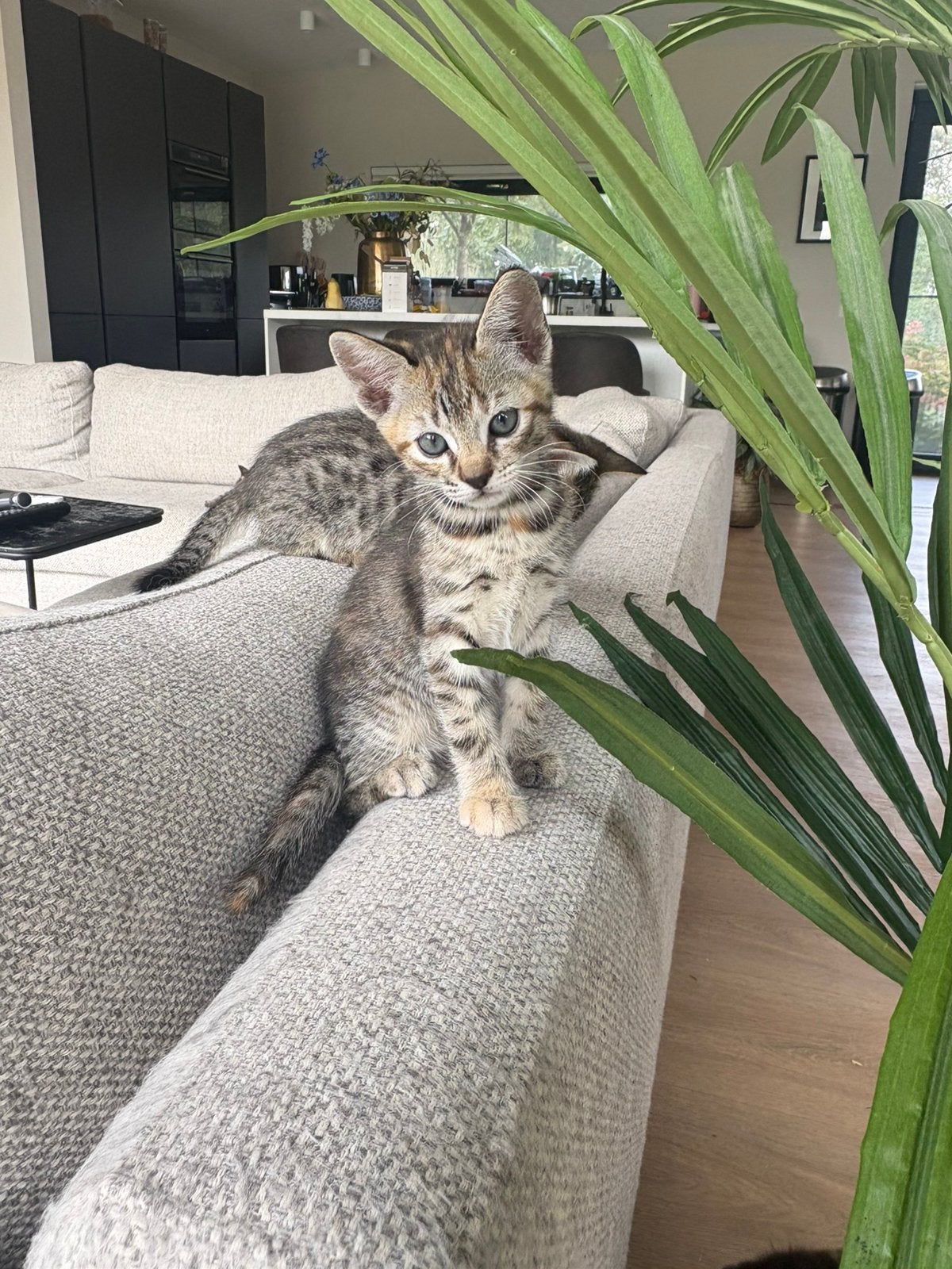 Half-Siamese kittens, Meerdere dieren, 0 tot 2 jaar