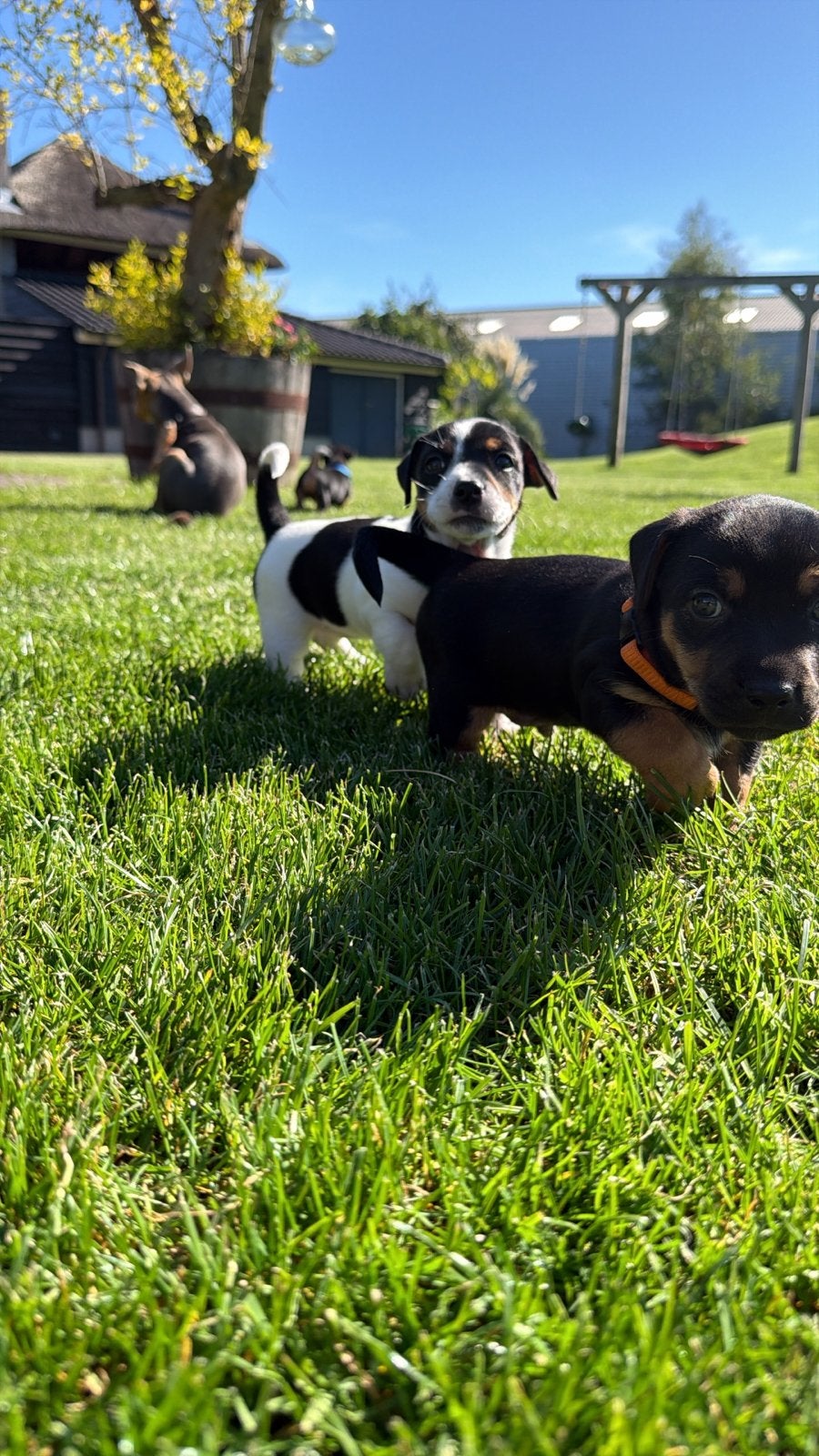 Jack Russel Puppy’s, Dieren en Toebehoren, Jack Russell Terriër, 8 tot 15 weken, CDV (hondenziekte), Meerdere