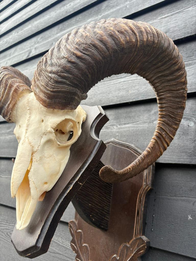 Zware kwaliteit Moeflon schedel met hoorns, Ophalen, Gebruikt, Wild dier, Schedel