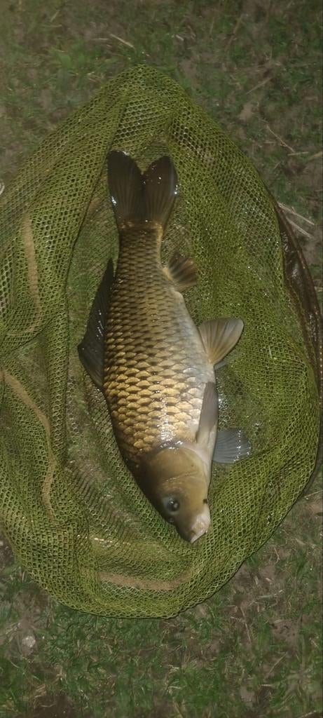 Schub karper, Dieren en Toebehoren, Vissen | Vijvervissen, Karper of Koi