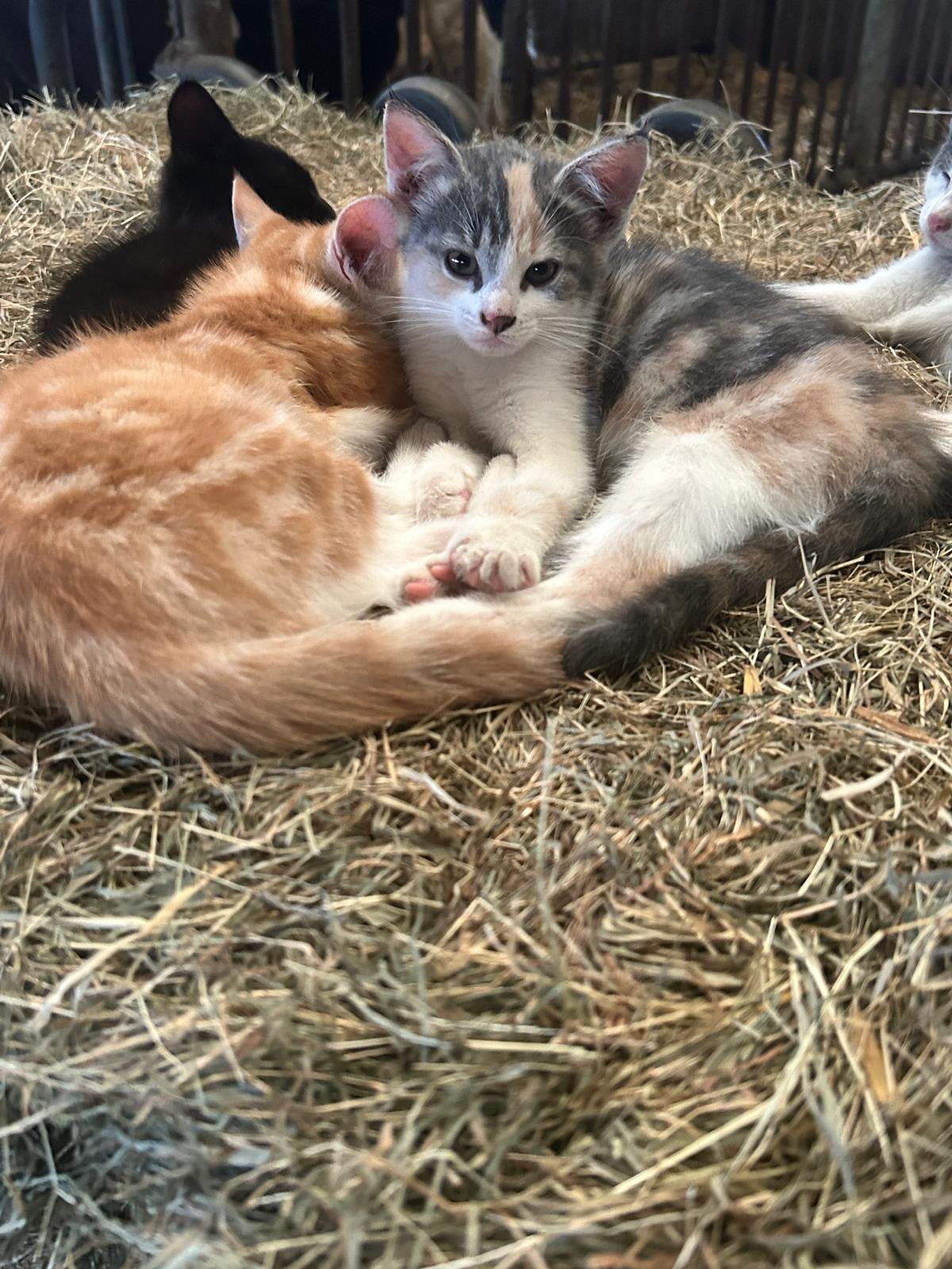 Kittens 2 vrouwtjes, 3 mannetjes