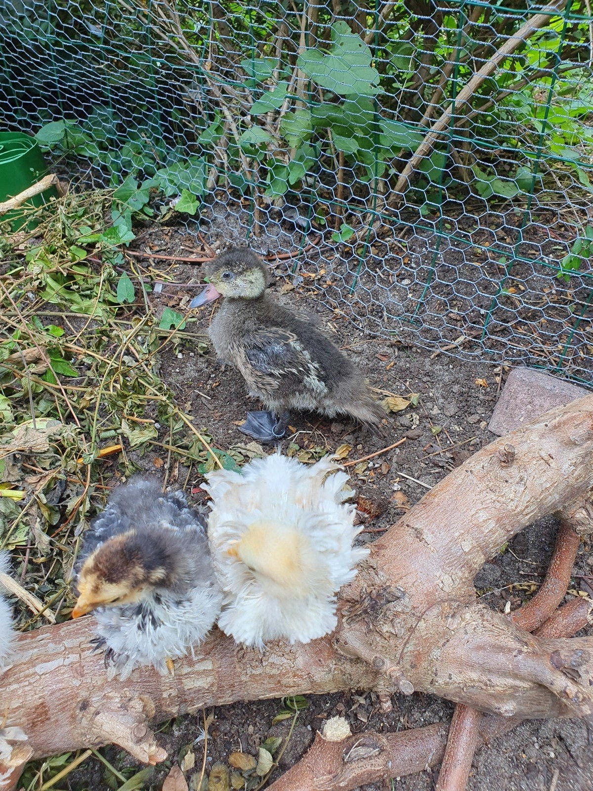 GRATIS.. Brahma en cochin kriel/krul kuikentjes 4 weken oud, Dieren en Toebehoren, Vrouwelijk, Kip