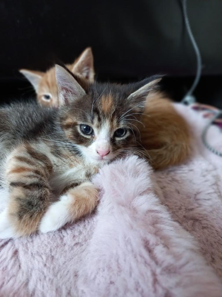 MaineCoon X kittens geboren 2 april 2026., Dieren en Toebehoren, Katten en Kittens | Raskatten | Langhaar, Meerdere dieren, Gechipt