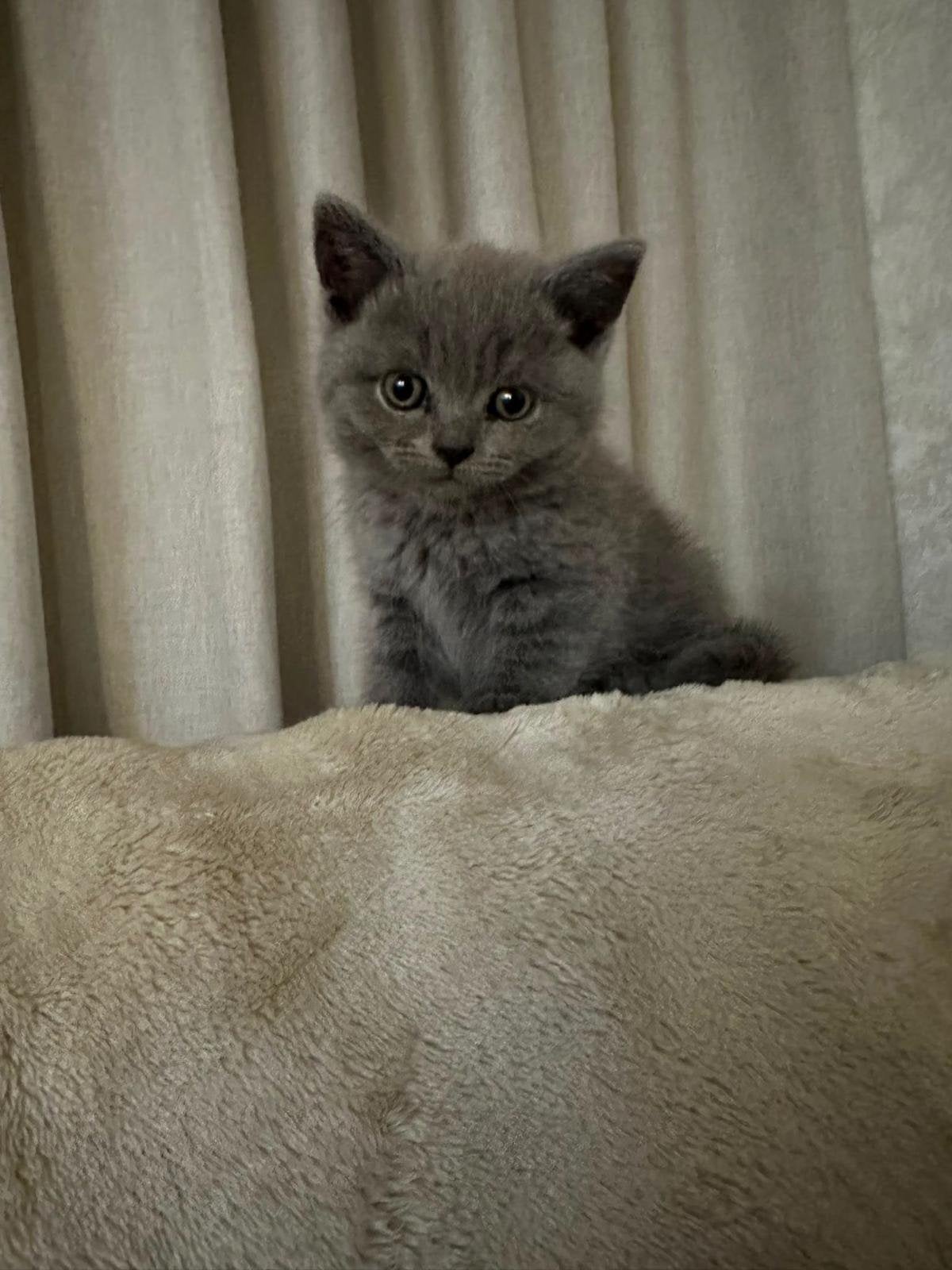 Britse Korthaar kitten – 2 maanden oud