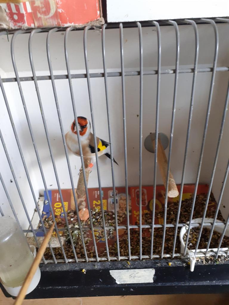 Koppel overjarige  grote  majoor putters man foto 1en2, Meerdere dieren, Wildzangvogel, Geringd