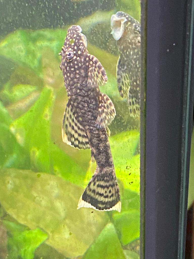 Ancistrus Dolichopterus, Vis