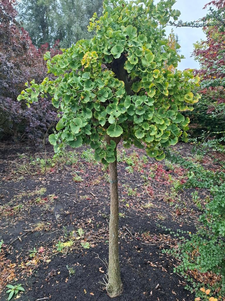 Ginkgo biloba Marieke, Bloeit niet, 100 tot 250 cm, Ophalen, Volle zon