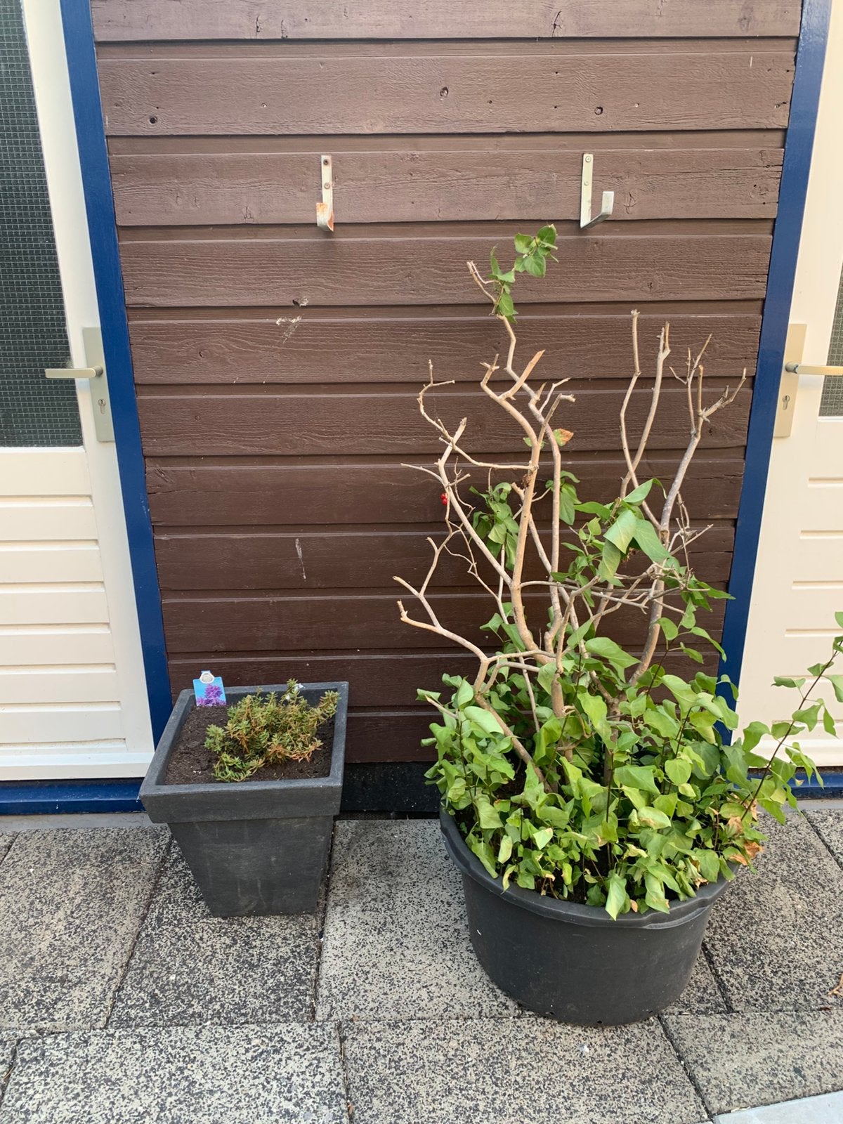 Planten, Ophalen, Overige soorten, Volle zon