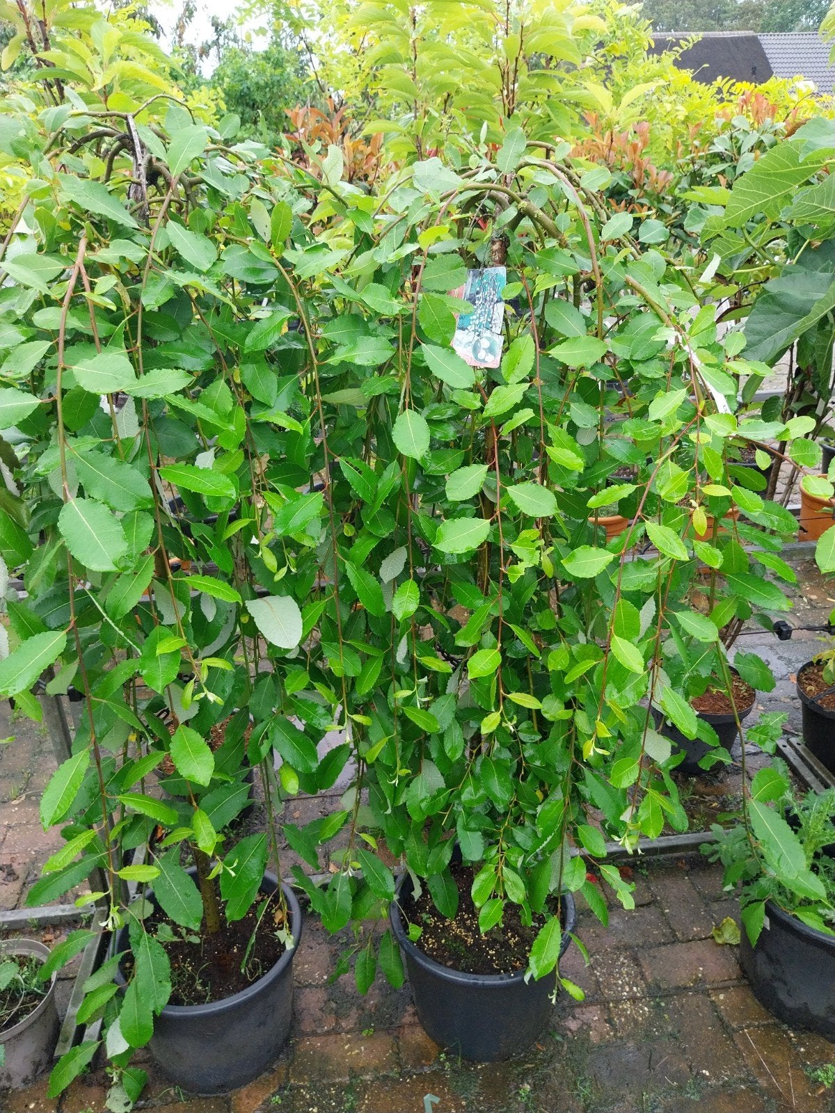 Salix Caprea Kilmarnock - Treurwilg op stam, Ophalen, Overige soorten, Volle zon
