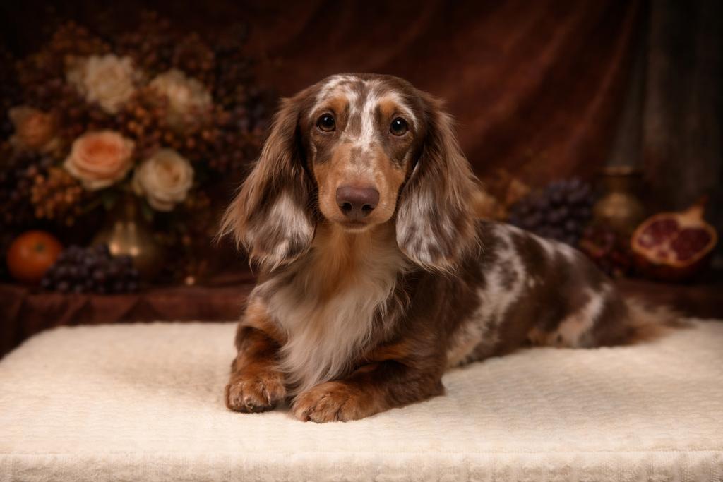 Miniatuur choco tijger teckel dekreu, Dieren en Toebehoren, Reu, 1 tot 2 jaar, Parvo, Eén hond