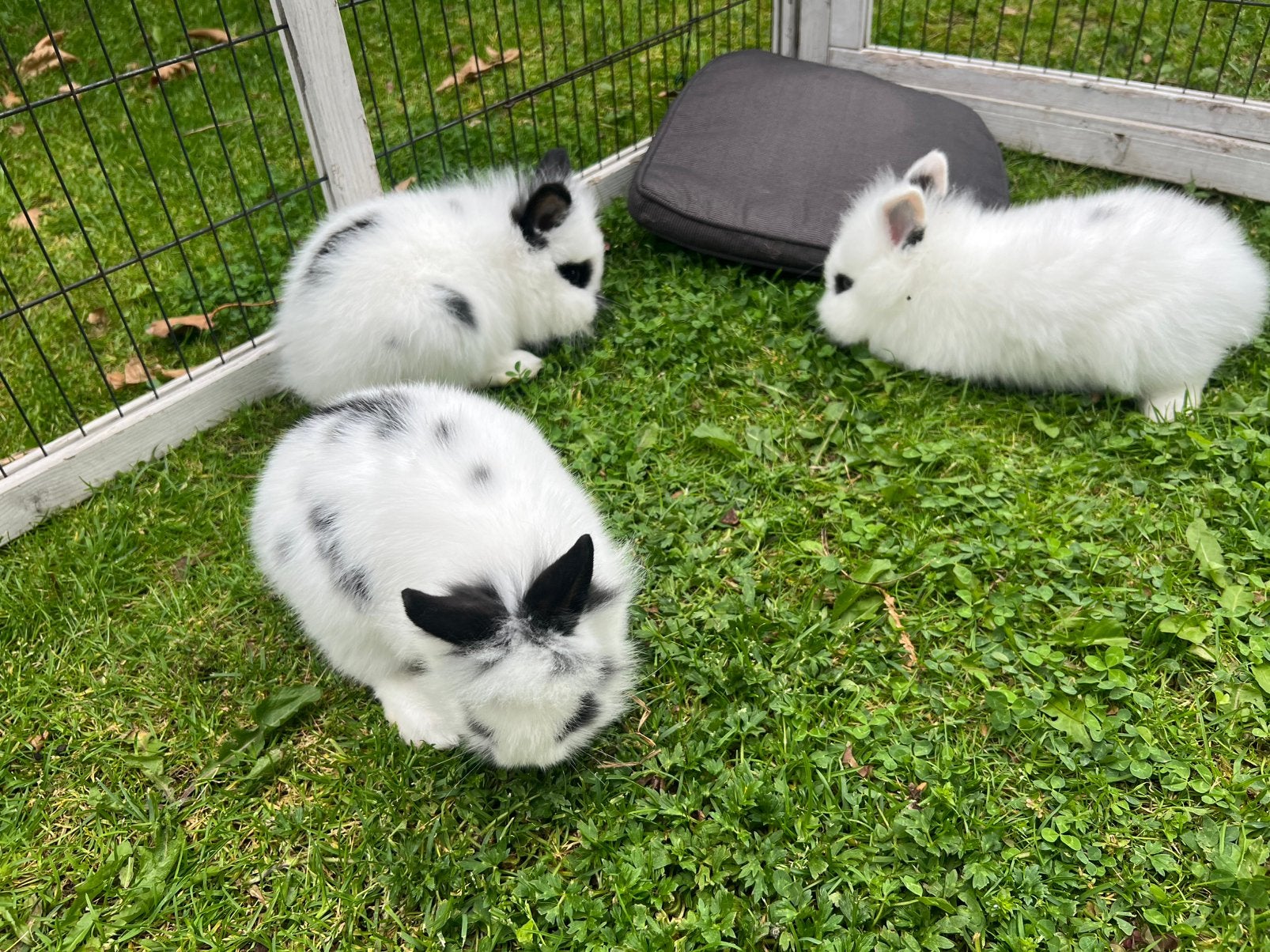 Teddy dwerg konijntjes, Meerdere dieren, Overige soorten