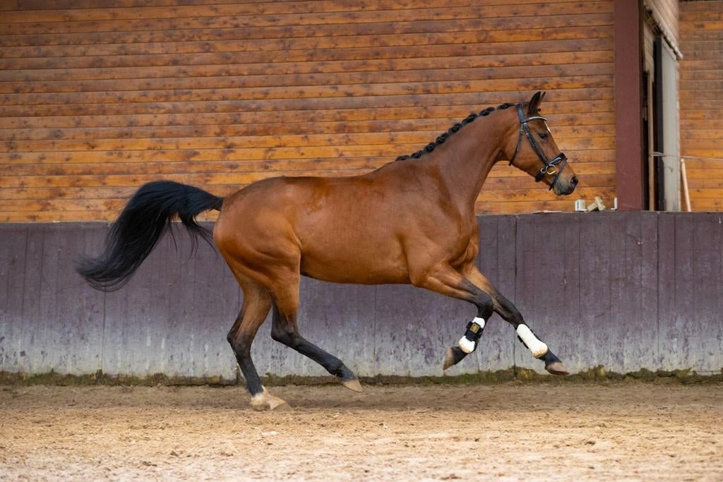 Veelbelovende dressuurtopper, Merrie, Dressuurpaard, 3 tot 6 jaar, 160 tot 165 cm