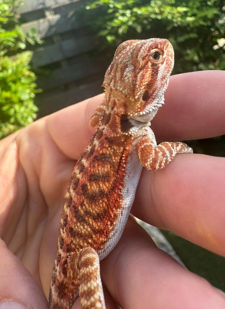 Mooi gekleurde baardagaam vrouw jonkie Bearded Dragon - female for sale from De Hobbykweker