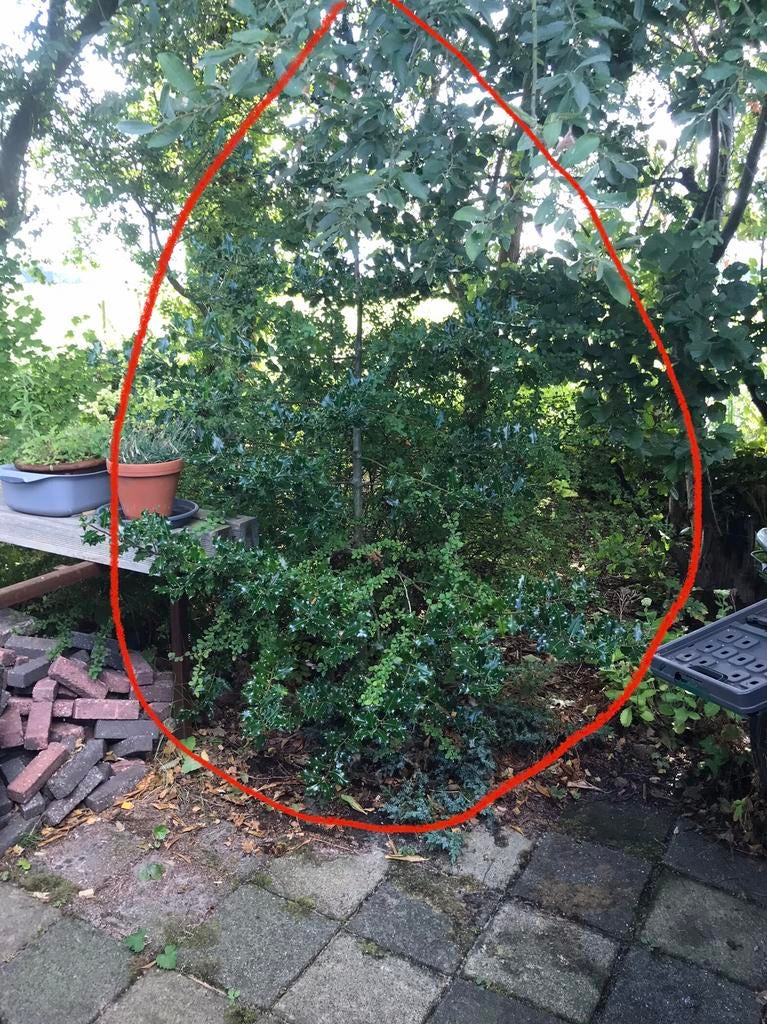 Gratis afhalen, een hulst boompje., Ophalen, Overige soorten, Minder dan 100 cm
