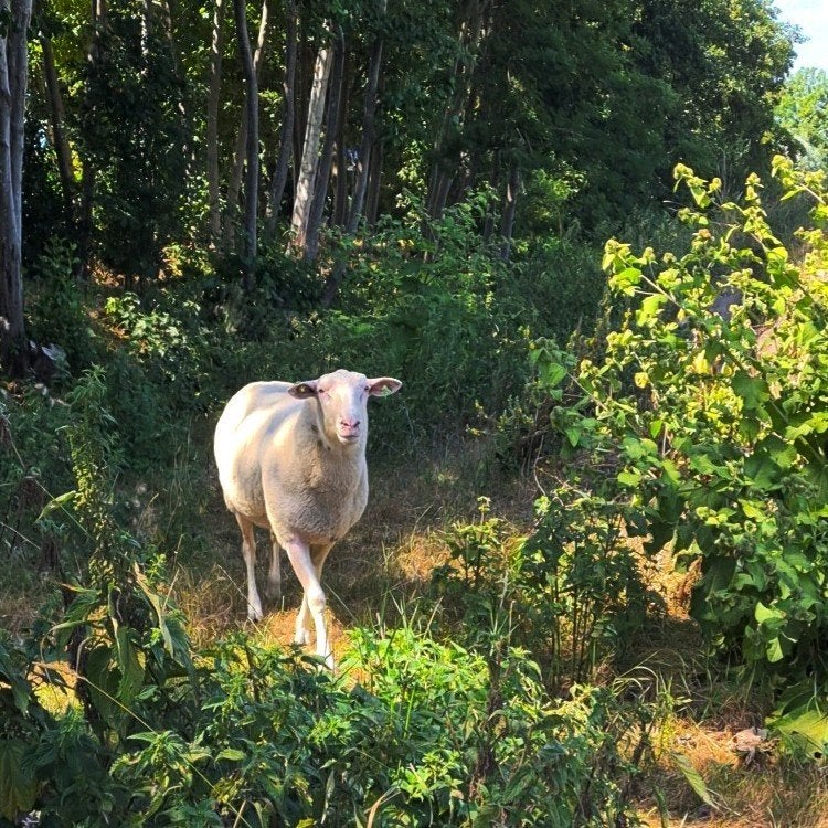 Dekram dek ram uit 2024, Mannelijk, Schaap, 0 tot 2 jaar