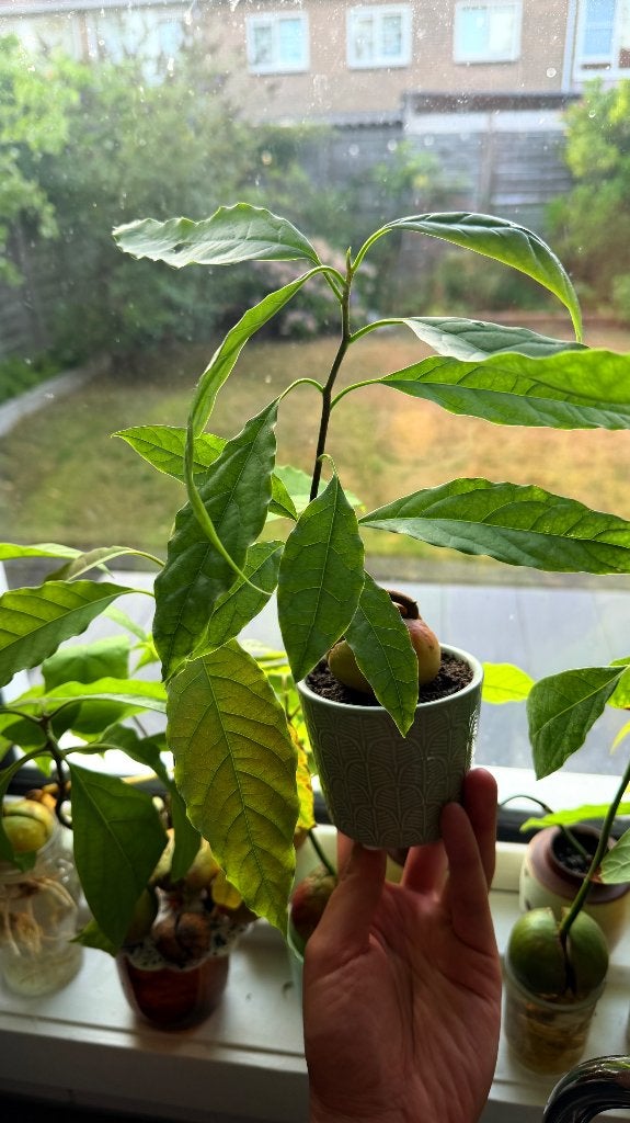 Diverse AVOCADO stekjes plantjes, Ophalen, Halfschaduw, Minder dan 100 cm, Groene kamerplant